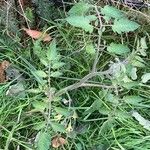 Solanum lycopersicum Habit