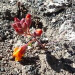 Hoffmannseggia minor Habit