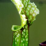 Sarracenia leucophylla Hoja