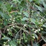 Cestrum fragile Hoja
