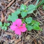 Catharanthus roseusFlower