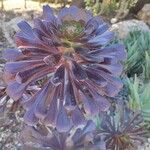 Aeonium arboreum Blad