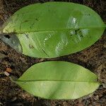 Picralima nitida Hoja