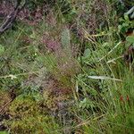 Agrostis pilosula Habitat