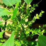 Acalypha indica Blad