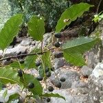Elaeocarpus rotundifolius Hábito