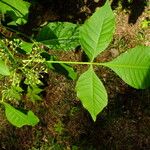 Ptelea trifoliata Blodyn