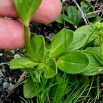 Veronica bellidioides Blad