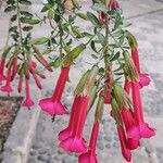 Cantua buxifolia Blüte