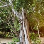 Ficus aureaΦλοιός