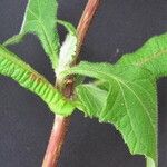 Smallanthus maculatus Kabuk