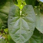 Convolvulus silvaticus Leaf