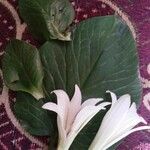 Cardiocrinum giganteum Flor