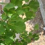 Prunus armeniaca Hoja