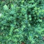 Galium maritimum Leaf