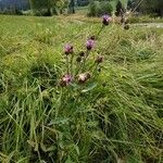 Centaurea scabiosa葉