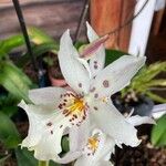 Miltoniopsis phalaenopsisBlüte