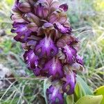 Himantoglossum robertianum Fula