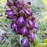 Himantoglossum robertianum Flower