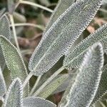 Stachys cretica Blad