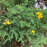 Adenocarpus telonensis Květ