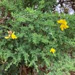 Adenocarpus telonensis 花
