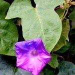 Ipomoea cairica List