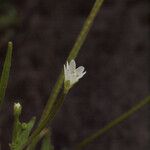 Epilobium lactiflorum Flower