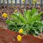 Taraxacum campylodes Hábito