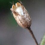 Plumbago zeylanica Fruit