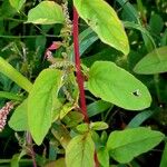 Lipandra polysperma പുറംതൊലി