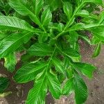 Amorphophallus paeoniifolius Blatt