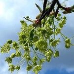 Acer platanoides Diğer