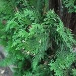 Thuja occidentalis 叶