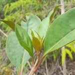 Phytolacca rivinoides 葉