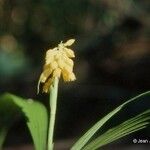 Calanthe ventilabrum Λουλούδι