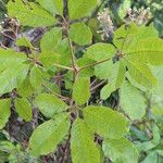 Vitex madiensis Folha