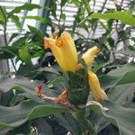 Costus pictus Flors