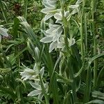 Ornithogalum nutans Hábitos