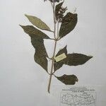 Rauvolfia serpentina その他の提案