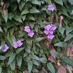 Thunbergia grandiflora Flor