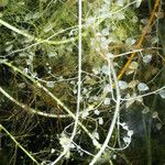 Utricularia floridana Alkat (teljes növény)