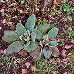 Verbascum boerhavii Blatt