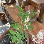 Solanum pimpinellifolium Hoja