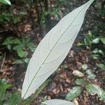 Licania micrantha Leaf