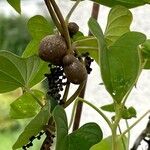 Dioscorea oppositifolia 整株植物