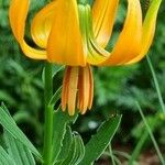 Lilium carniolicum Bloem