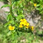 Tagetes lucida花