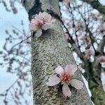 Prunus amygdalus Fleur