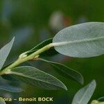 Salix caesia Leht